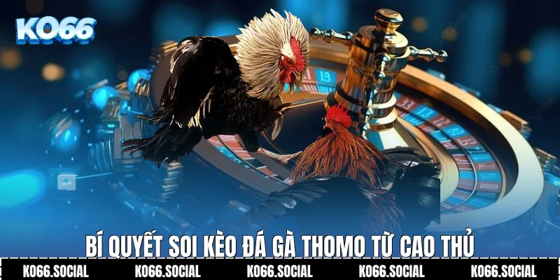 Bí quyết soi kèo Đá Gà Thomo từ cao thủ