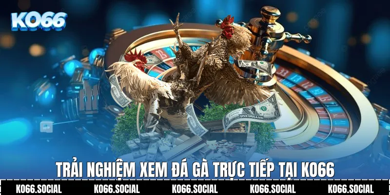 Trải nghiệm xem Đá Gà Trực Tiếp tại Ko66